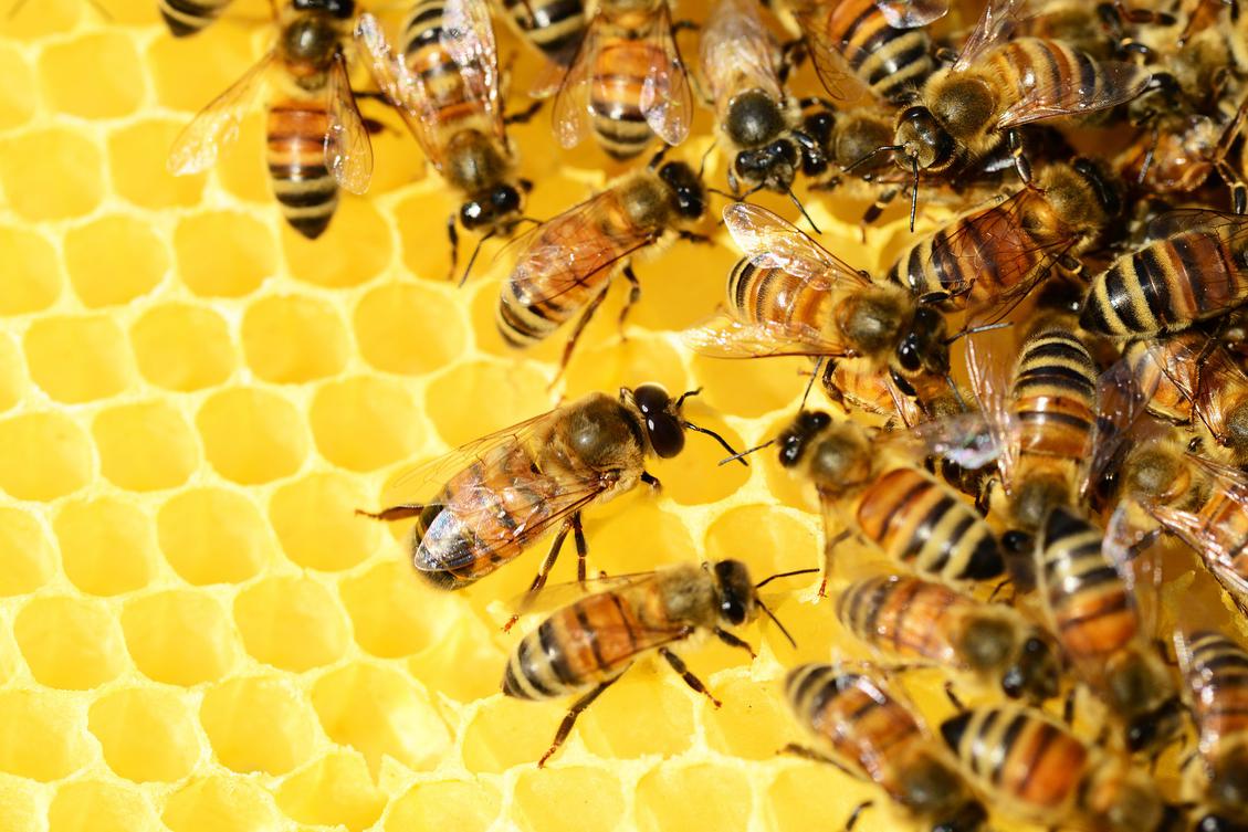 Knstliche Intelligenz hilft bei der Rettung von Bienen. (Bild: PollyDot auf Pixabay)