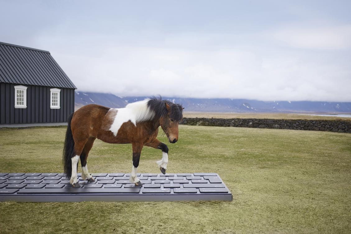 Das Islandpferd übernimmt die Abwesenheitsnotiz. (Bild: Visit Iceland)