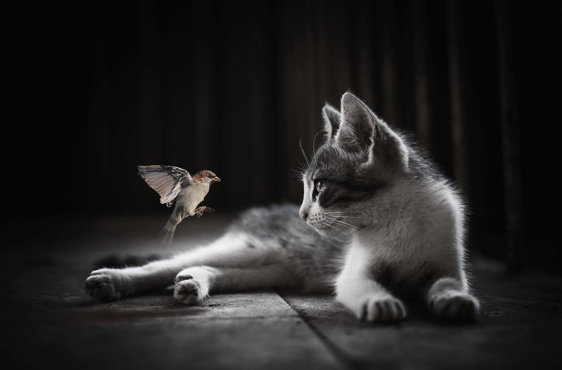  (Bild: Willgard Krause, Pixabay)