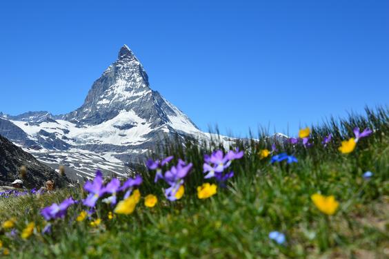 Neue Allianz in der Schweiz (Bild: Pixabay / Claudia Beyli)
