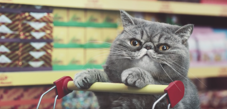 Eine Netto-Katze (Bild: Bild: Screenshot Youtube)